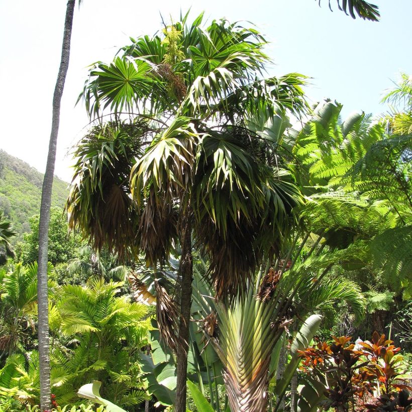 Thrinax parviflora (Hafen)