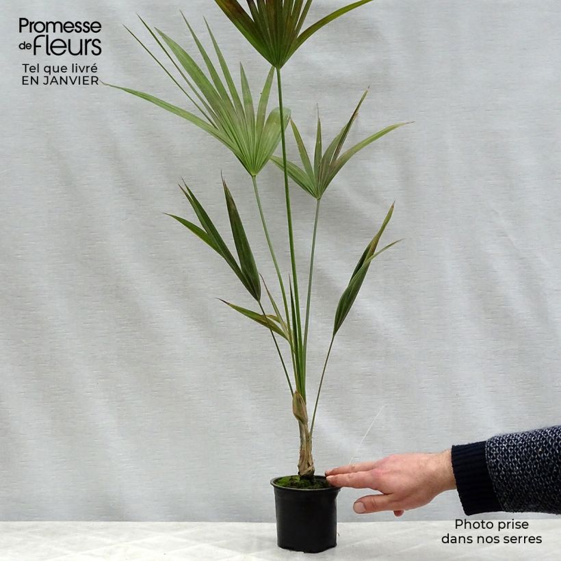 Exemplar von Thrinax parviflora - Palmier de la Jamaïque Pot de 12 cm wie im Winter geliefert