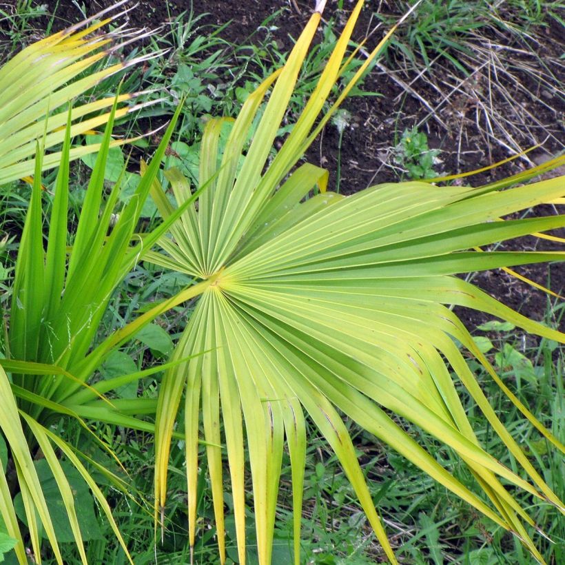 Thrinax radiata - Florida Dreizackpalme (Laub)