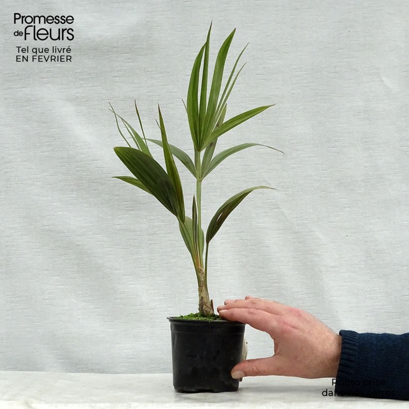 Exemplar von Thrinax radiata - Palmier balai de Floride Pot de 12 cm wie im Winter geliefert