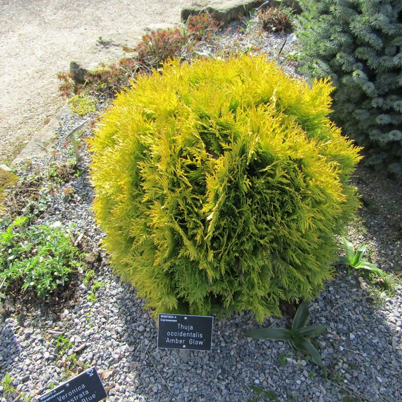 Thuja occidentalis Amber Glow (Hafen)