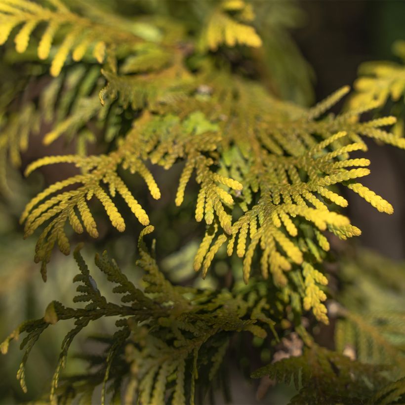 Thuja occidentalis Amber Glow (Laub)