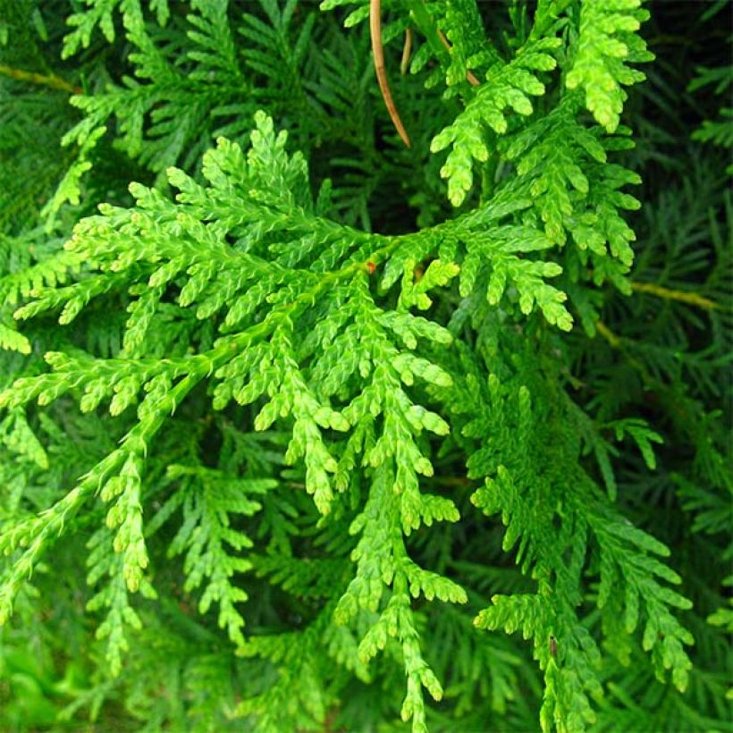 Thuja occidentalis Brabant (Laub)