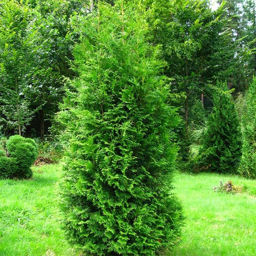 Thuja occidentalis Brabant (Hafen)