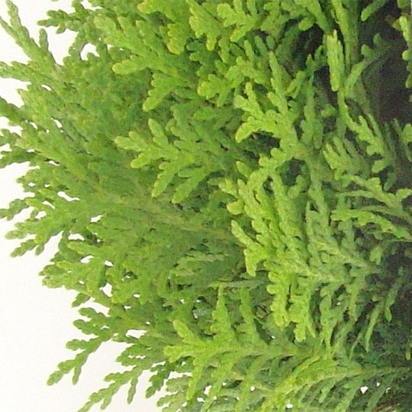 Thuja occidentalis Danica (Laub)