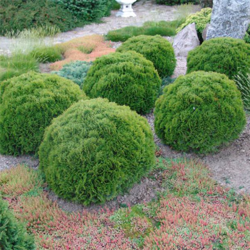 Thuja occidentalis Danica (Hafen)