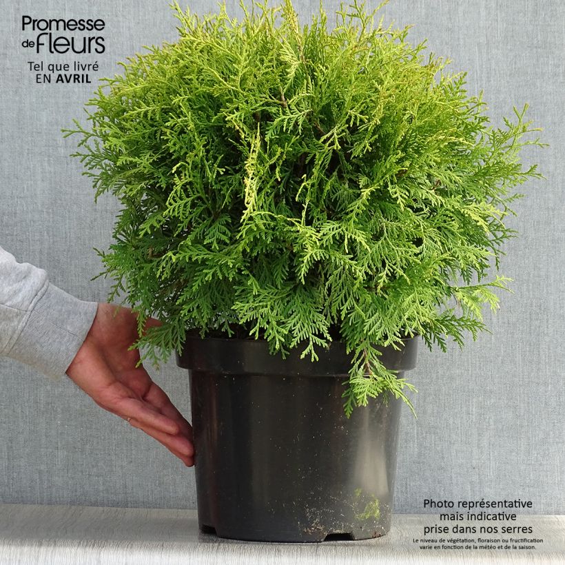 Exemplar von Thuja occidentalis Danica Aurea - Thuya du Canada en pot de 7,5l/10l wie im Frühjahr geliefert