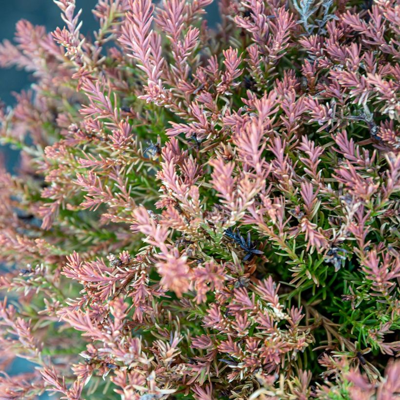 Thuja occidentalis Fire Chief (Laub)