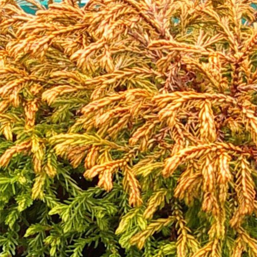 Thuja occidentalis Golden Tuffet (Laub)