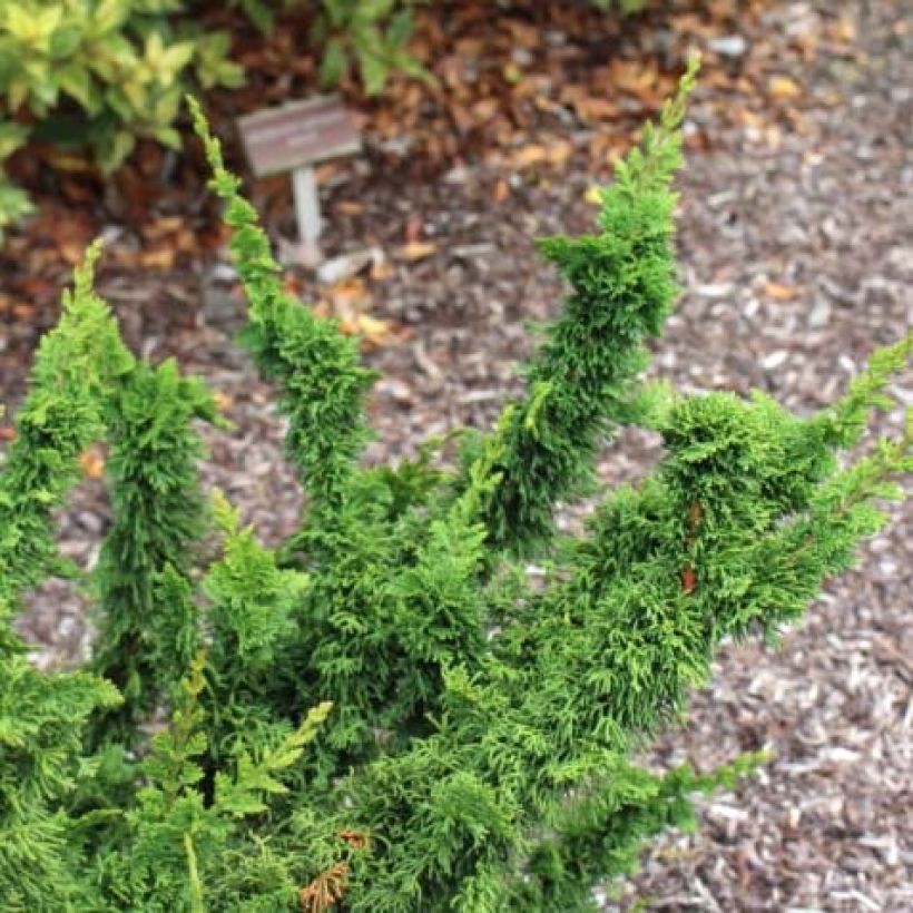 Thuja occidentalis Malonyana Holub (Laub)