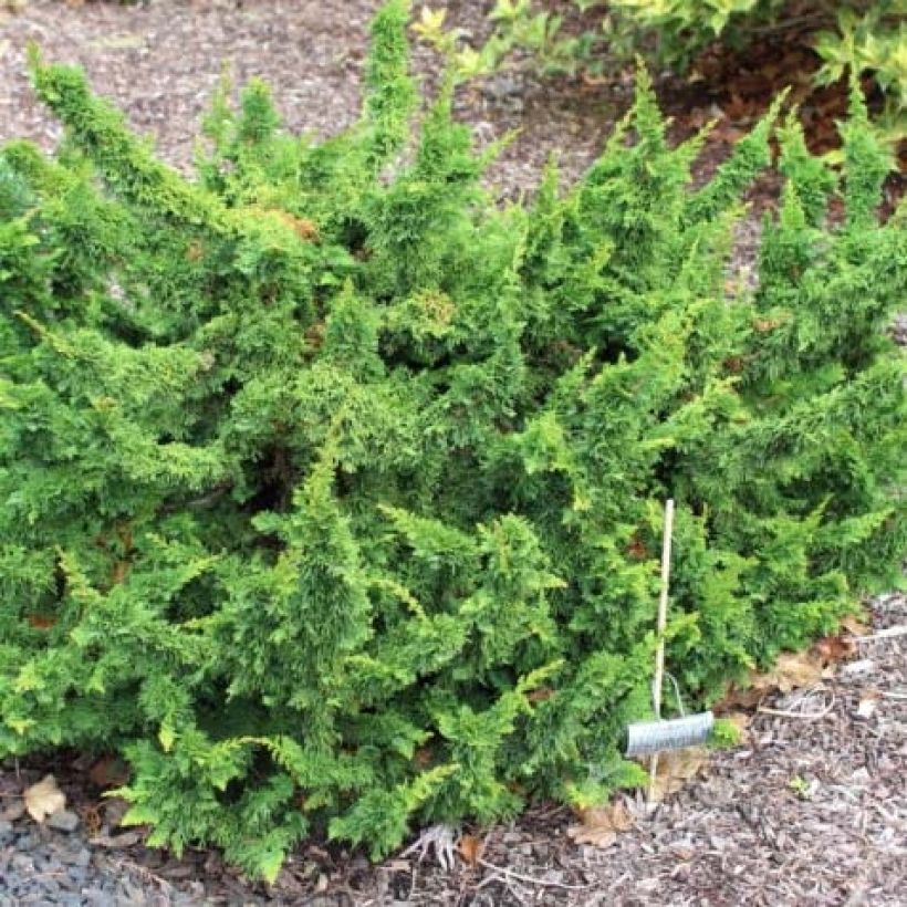 Thuja occidentalis Malonyana Holub (Hafen)