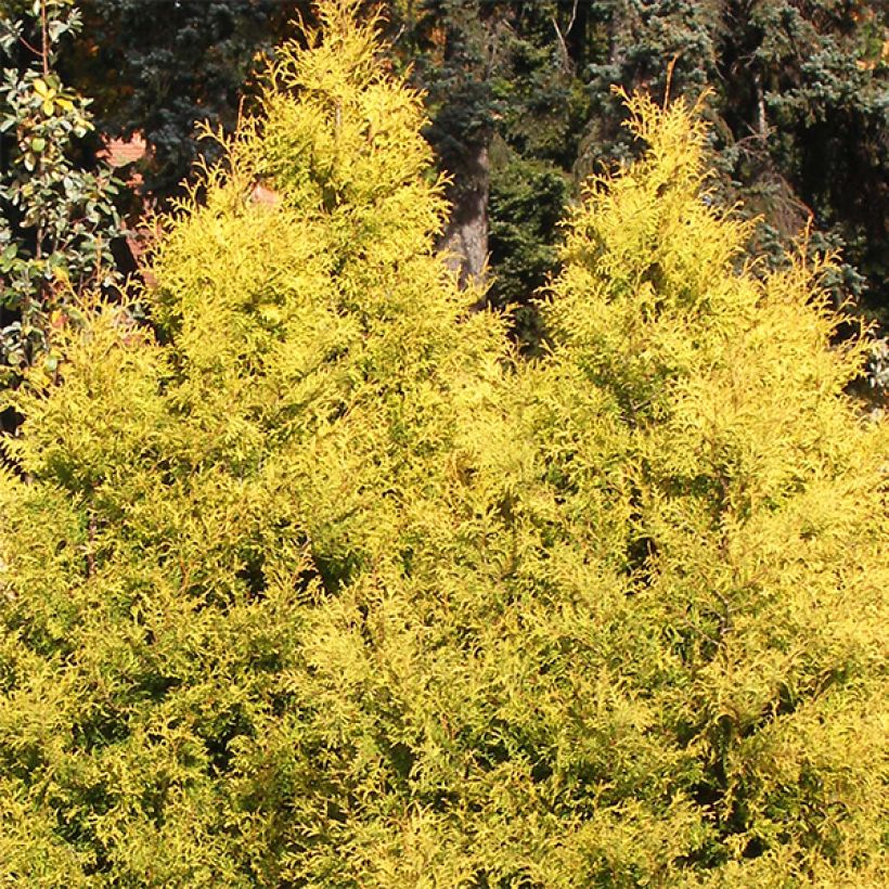 Thuja occidentalis Rheingold (Hafen)