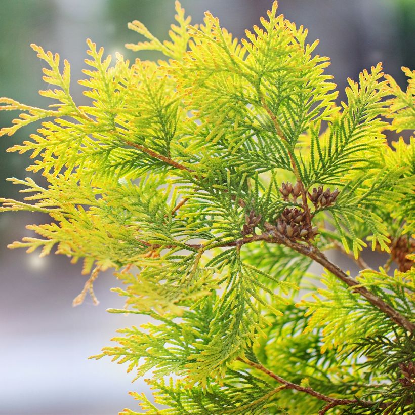 Thuja occidentalis Salland (Laub)