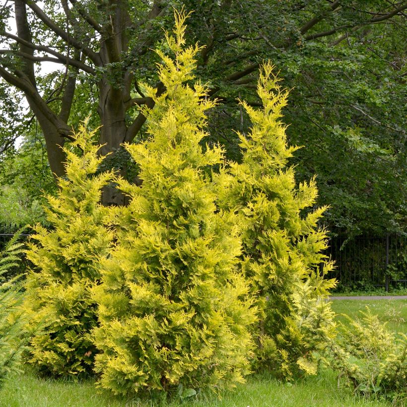 Thuja occidentalis Salland (Hafen)