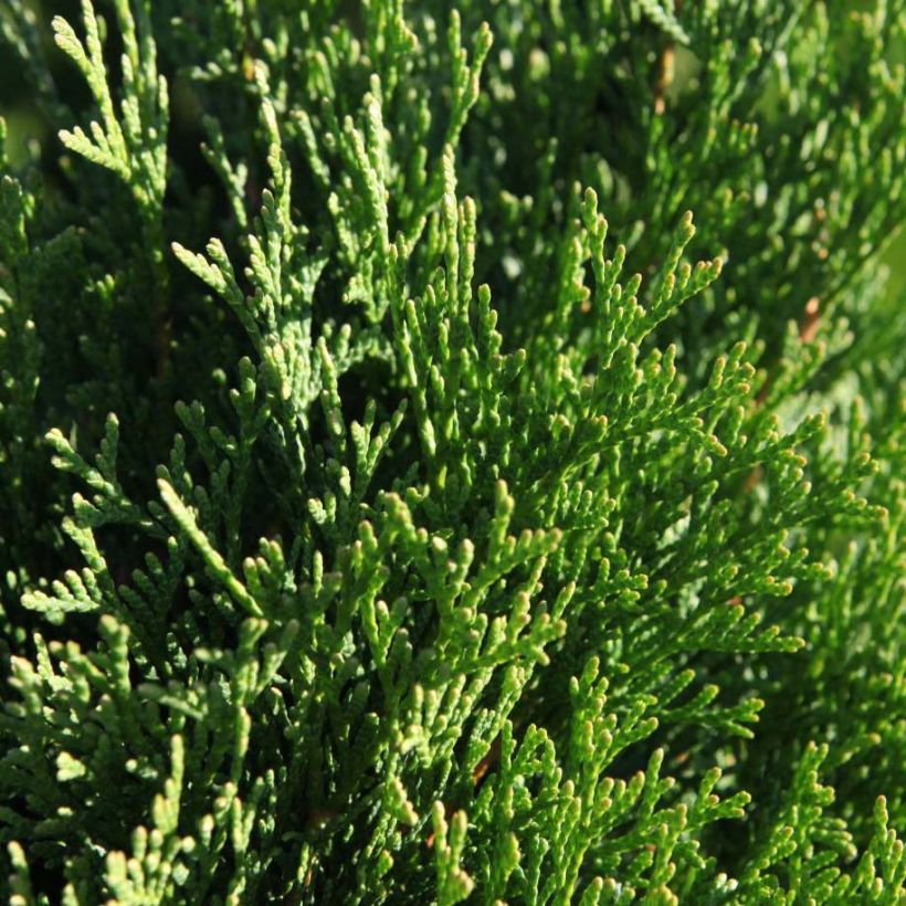 Thuja occidentalis Smaragd (Laub)