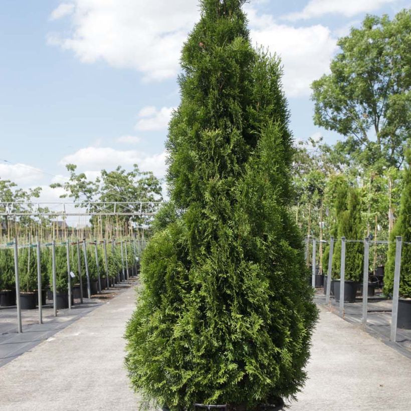 Thuja occidentalis Smaragd (Hafen)