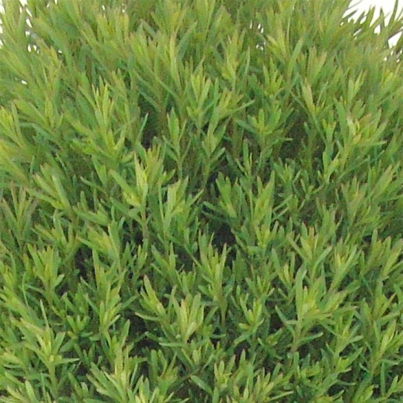 Thuja occidentalis Teddy (Laub)