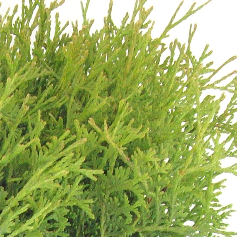 Thuja occidentalis Tiny Tim (Laub)