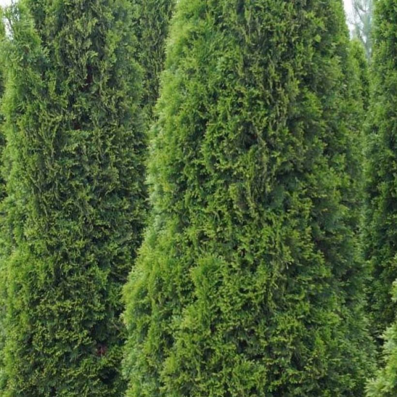 Thuja occidentalis Totem Smaragd (Laub)