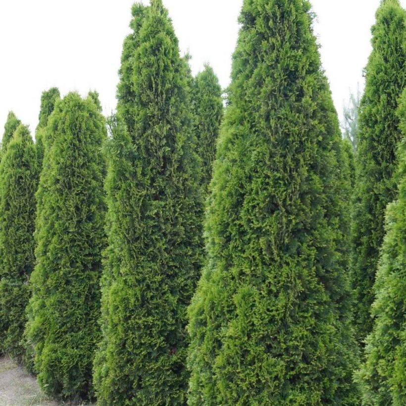 Thuja occidentalis Totem Smaragd (Hafen)