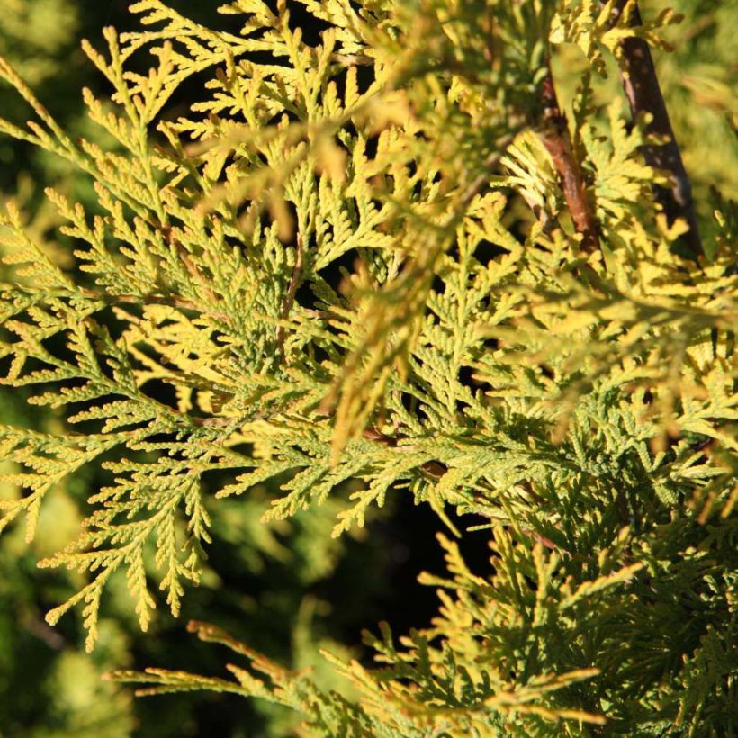 Thuja occidentalis Yellow Ribbon (Laub)