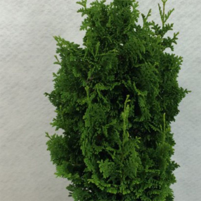 Thuja occidentalis Zmatlik (Laub)