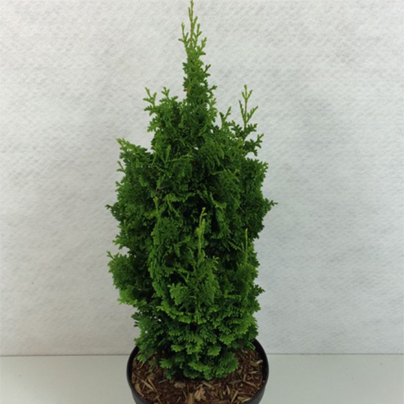 Thuja occidentalis Zmatlik (Hafen)