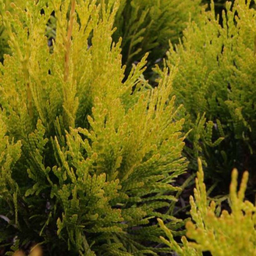 Thuja plicata 4 Ever Goldy (Laub)