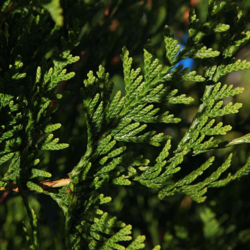 Thuja plicata Atrovirens (Laub)