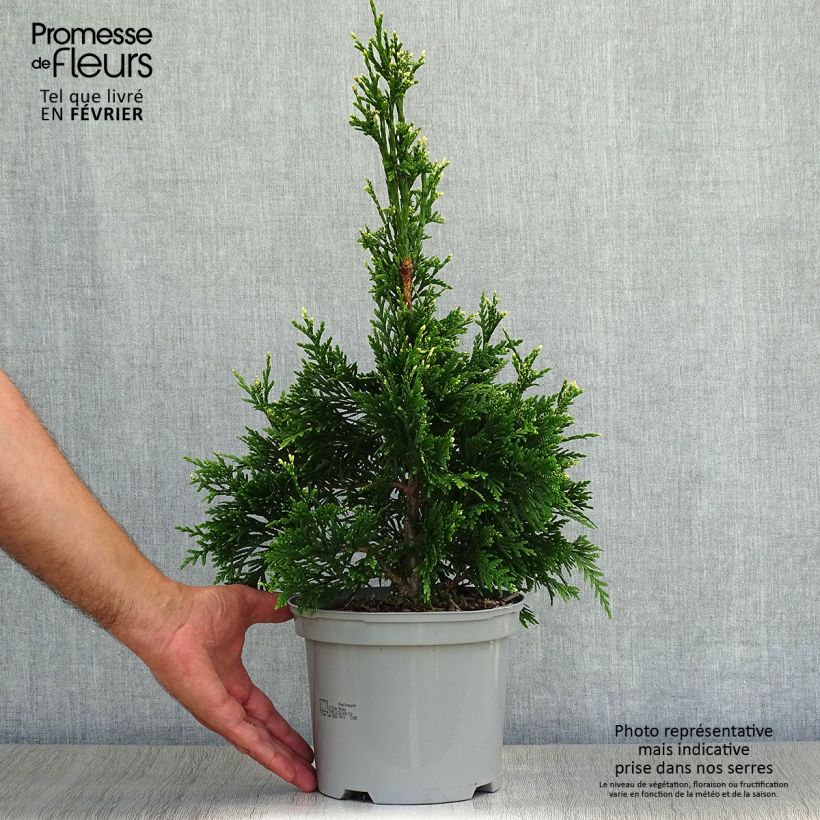 Exemplar von Thuja plicata Can-Can - Thuya compact en pot de 2L/3L wie im Herbst geliefert