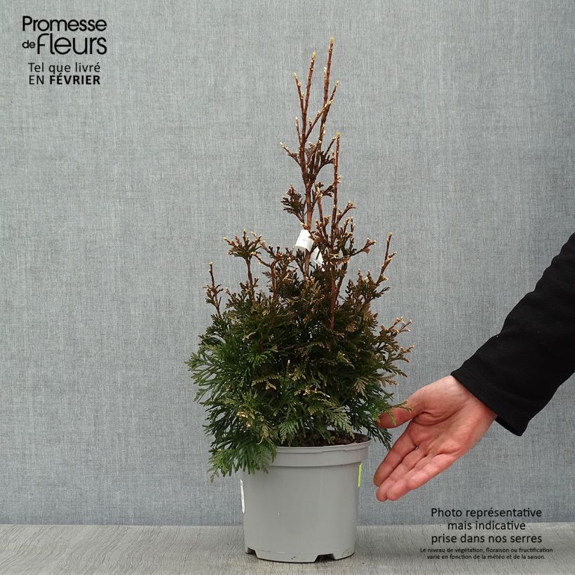 Exemplar von Thuja plicata Can-Can - Thuya compact en pot de 2L/3L wie im Winter geliefert