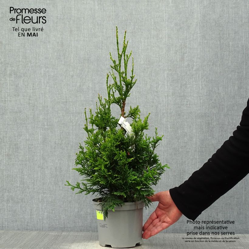 Exemplar von Thuja plicata Can-can Topf mit 2L/3LGelieferte Höhe ca. 40/50cm wie im Frühjahr geliefert