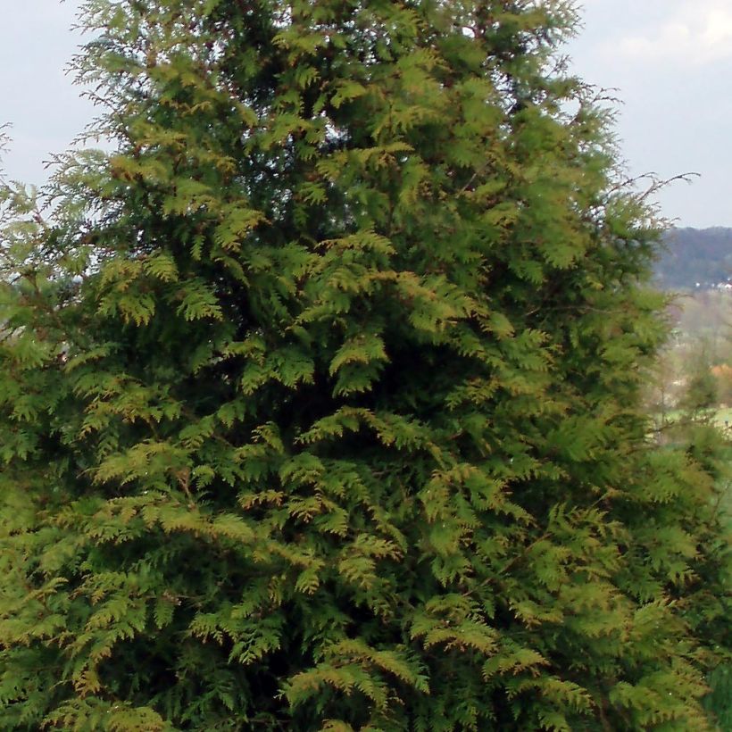 Thuja plicata Excelsa (Laub)