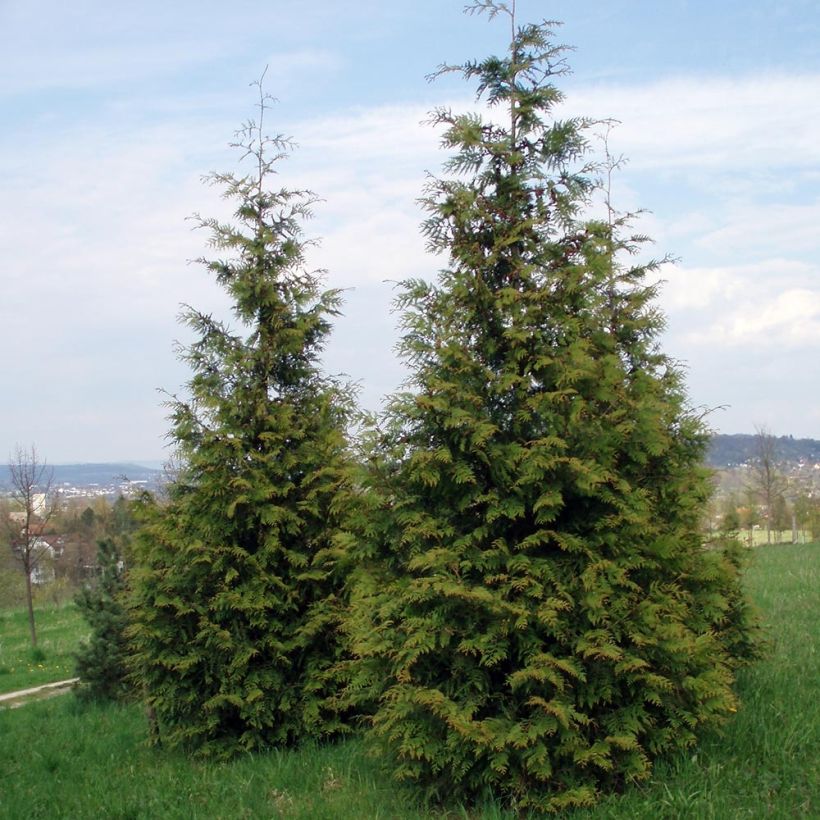 Thuja plicata Excelsa (Hafen)