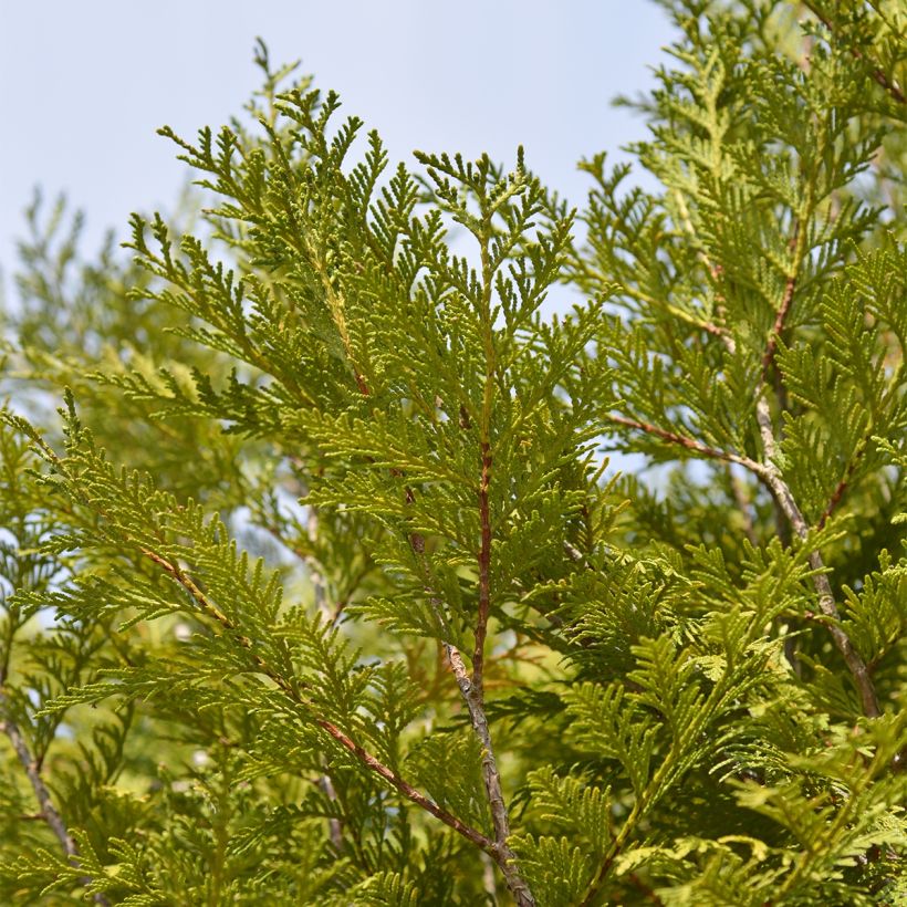 Thuja plicata Martin (Laub)