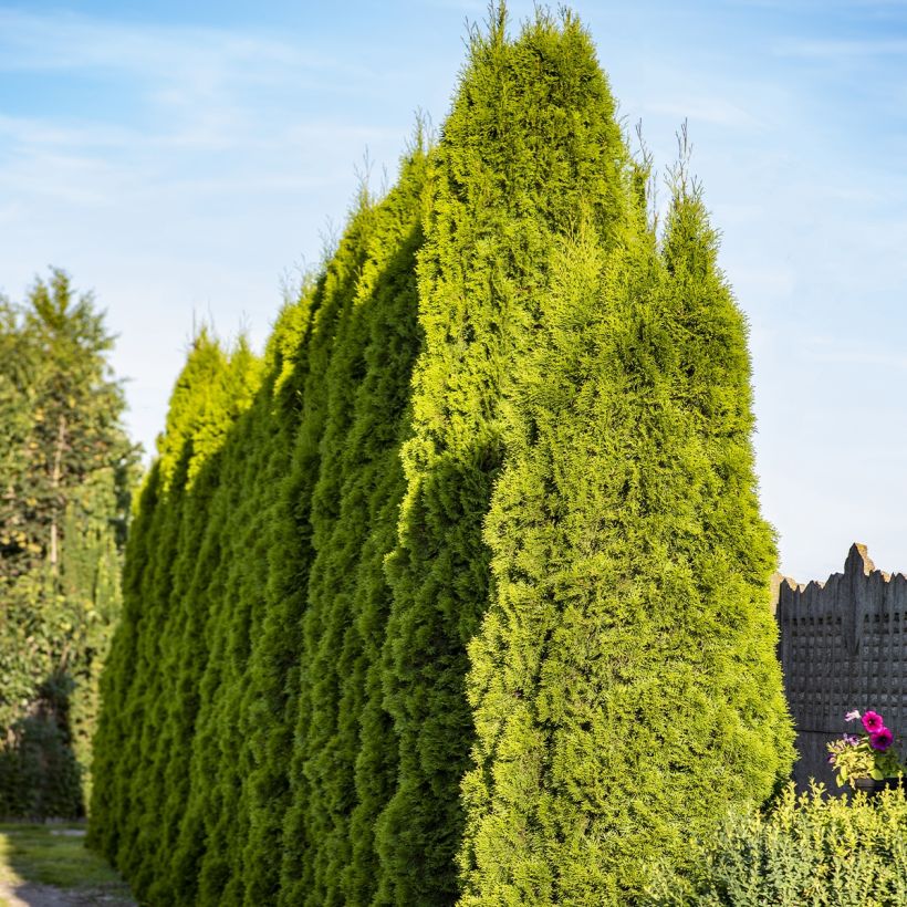 Thuja plicata Martin (Hafen)