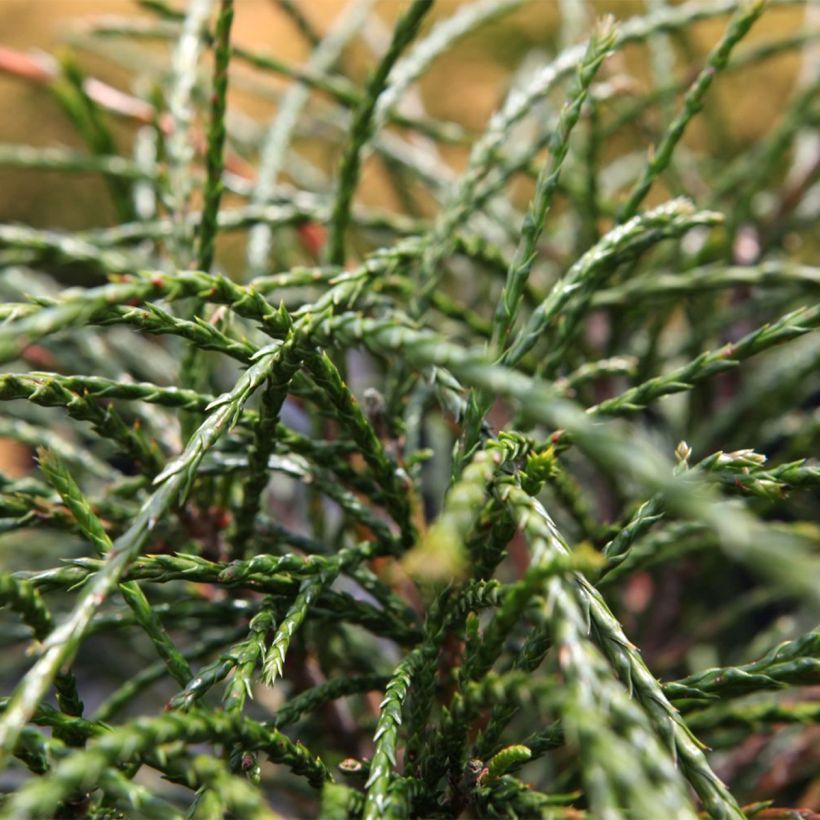 Thuja plicata Whipcord (Laub)