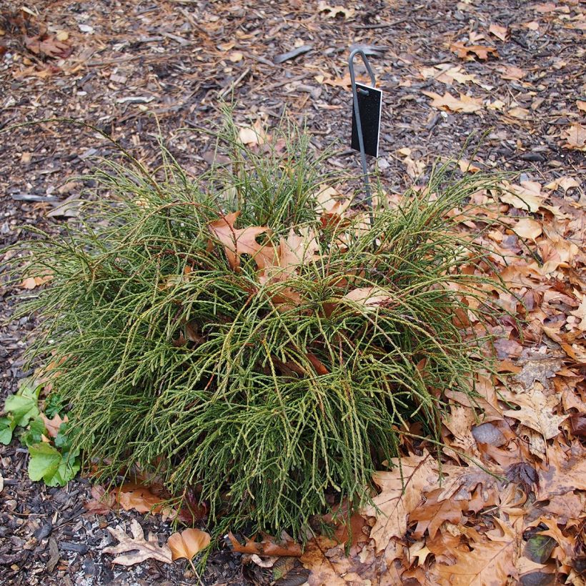 Thuja plicata Whipcord (Hafen)