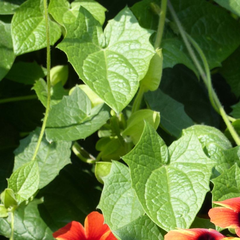 Thunbergia alata Tangerine Slice (Laub)