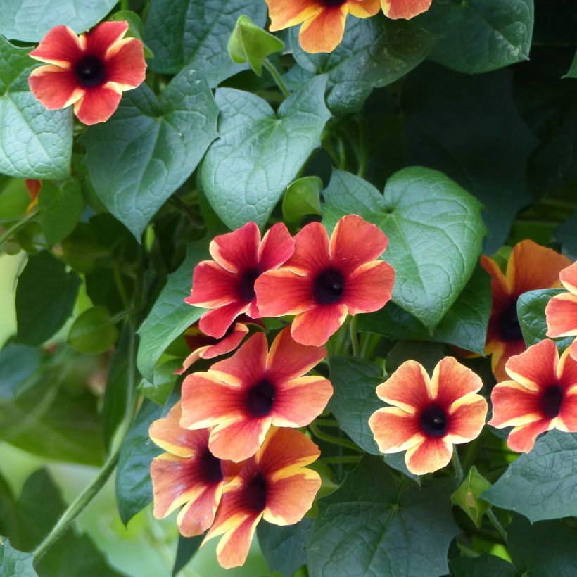 Thunbergia alata Tangerine Slice (Blüte)