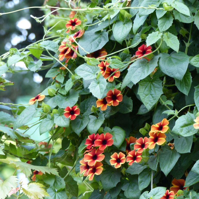 Thunbergia alata Tangerine Slice (Hafen)