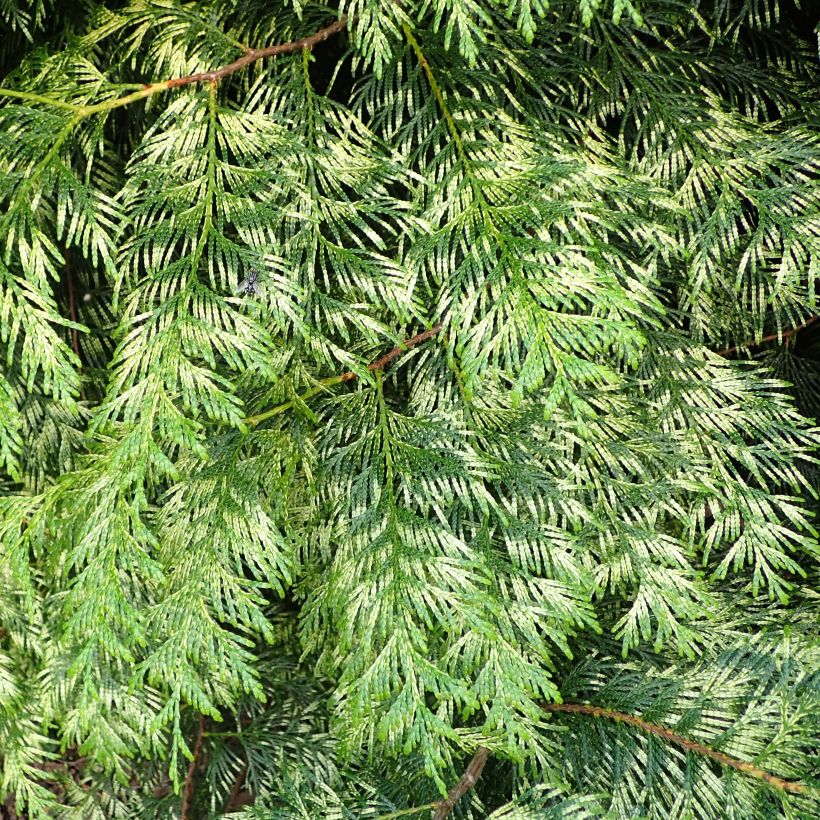 Thuja plicata Zebrina (Laub)