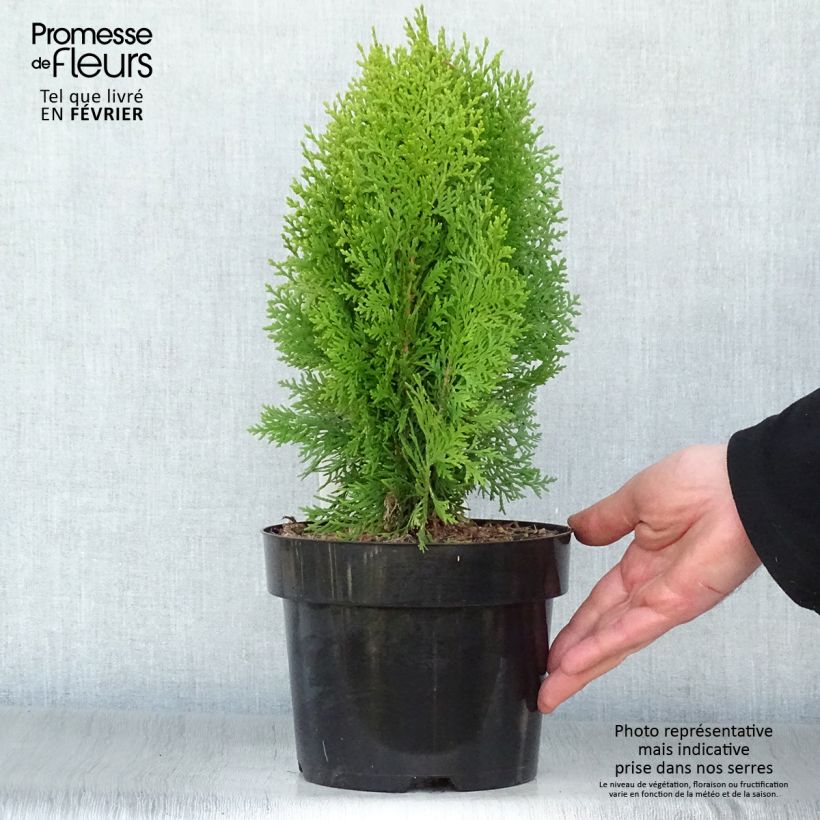 Exemplar von Thuya d'Orient - Platycladus orientalis Aurea Nana en pot de 2L wie im Winter geliefert