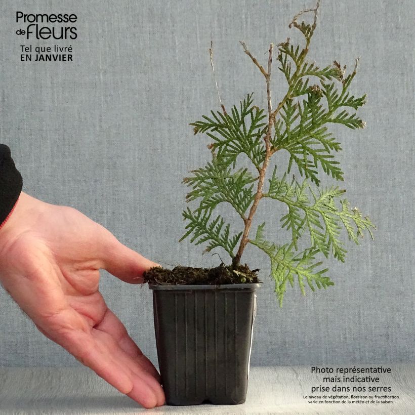 Exemplar von Thuya du Canada - Thuja occidentalis Brabant en godet de 9cm wie im Winter geliefert