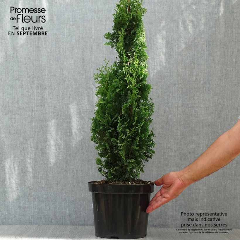 Exemplar von Thuya du Canada - Thuja occidentalis Degroot's Spire en pot de 7,5L/10L wie im Herbst geliefert