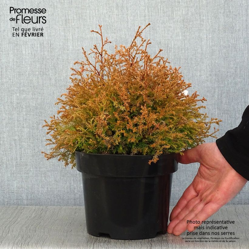 Exemplar von Thuya du Canada - Thuja occidentalis Fire Chief Pot de 2L/3L wie im Winter geliefert