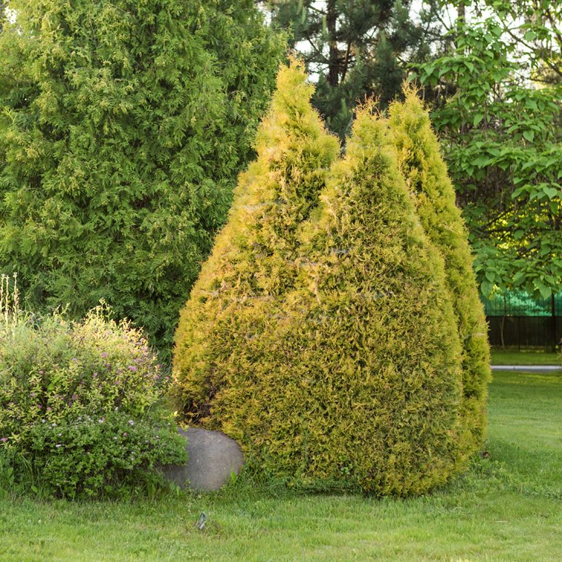 Thuja occidentalis Golden Smaragd (Hafen)