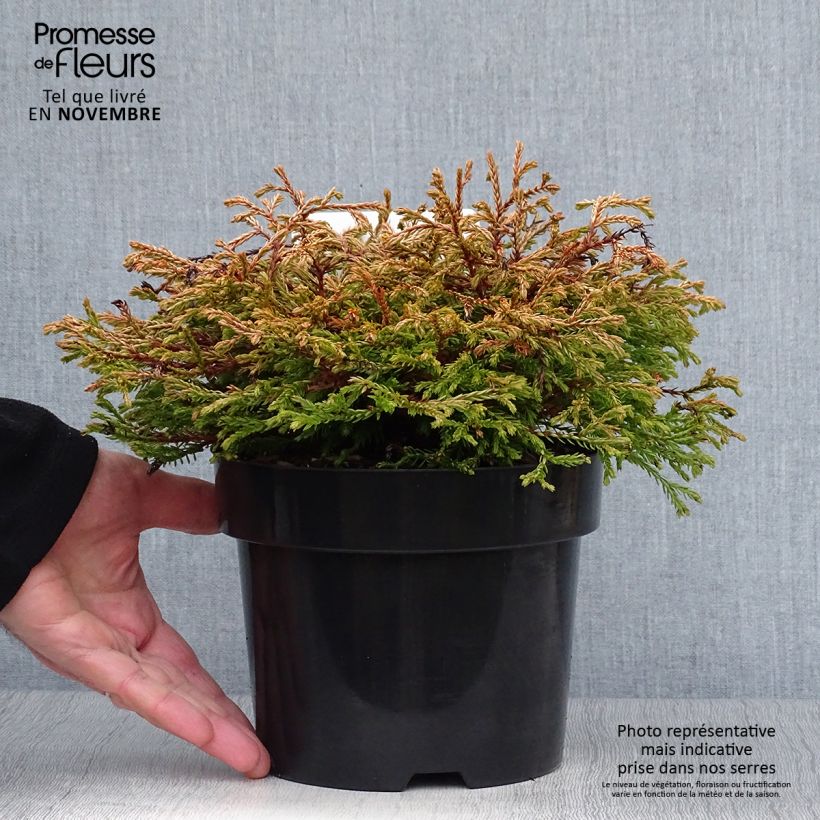 Exemplar von Thuya du Canada - Thuja occidentalis Golden Tuffet Pot de 2L/3L wie im Herbst geliefert