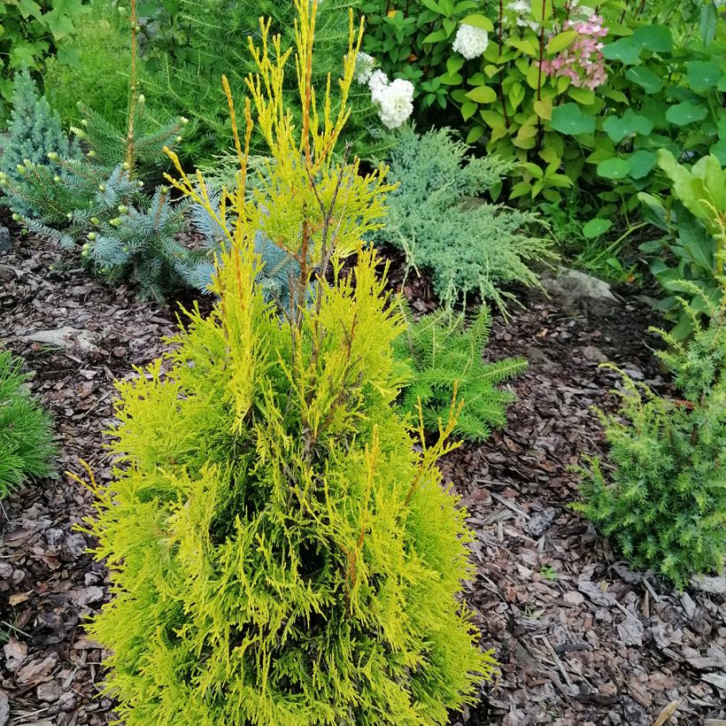 Thuja occidentalis Malonyana Aurea (Hafen)