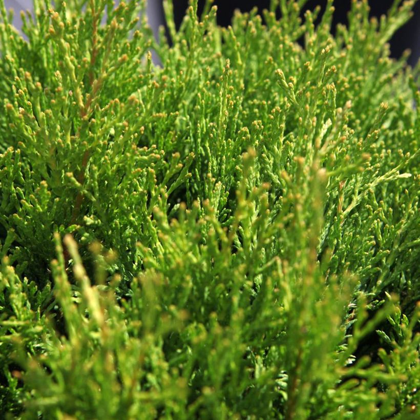 Thuja occidentalis Miky (Laub)